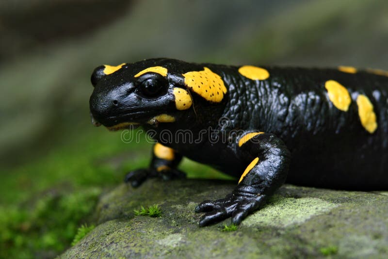 Salamander portrait