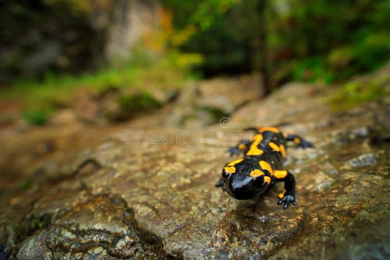 Salamander v riečnom biotope. Nádherný ohnivý mlok, salamandra salamandra, škvrnitý obojživelník na sivom kameni so zelenou