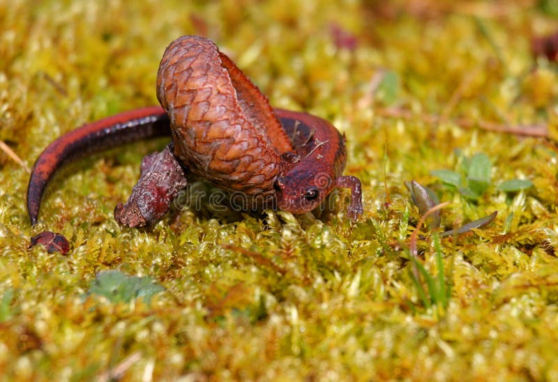 Salamander Rosso-di appoggio fotografia stock libera da diritti Salamander Rosso-di appoggio fotografia stock libera da diritti