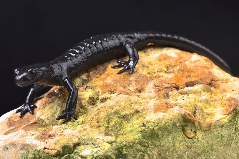 Salamandra alpina, atra di atra del Salamandra fotografia stock libera da diritti Salamandra alpina, atra di atra del Salamandra fotografia stock libera da diritti