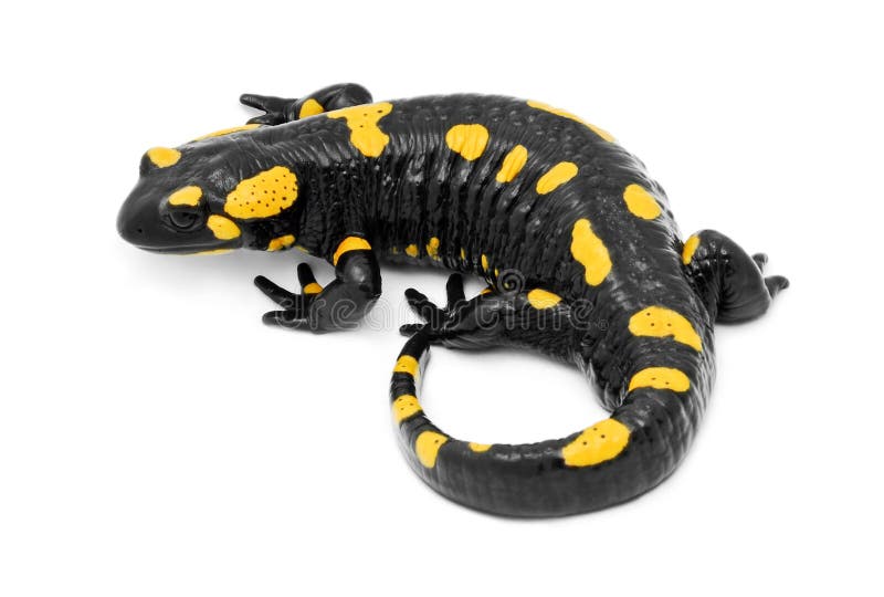 Salamandra imagens de stock royalty free