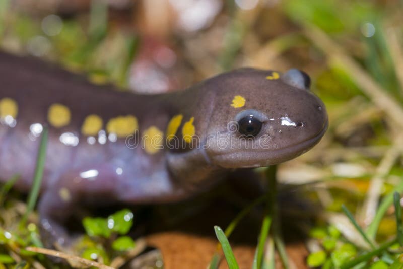 Salamandra macchiata immagini stock libere da diritti Salamandra macchiata immagini stock libere da diritti