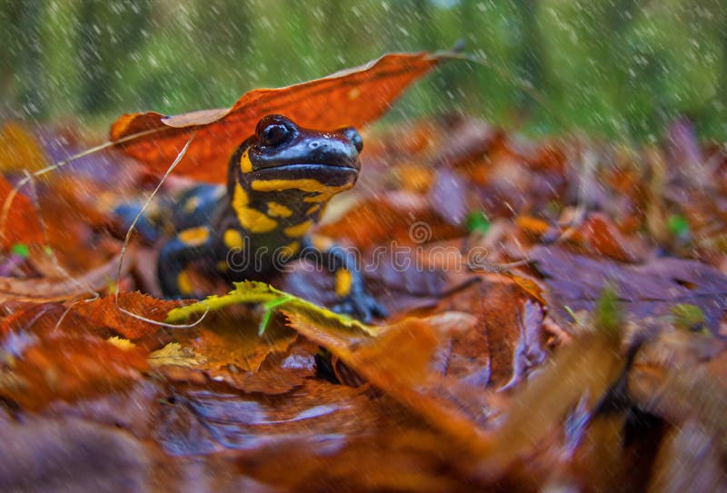 Salamandra no Outono foto de stock