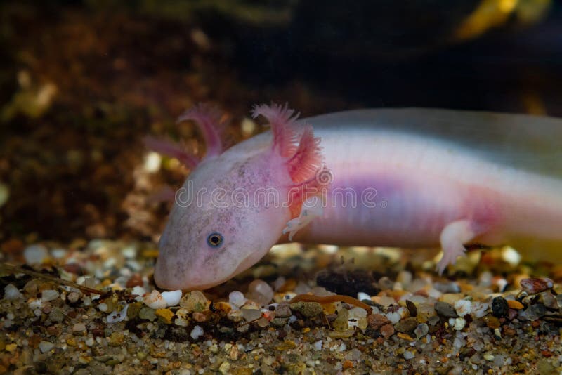 Salamandre Axolotl Odeur Nourriture Sur Fond De Sable Drôle D'eau