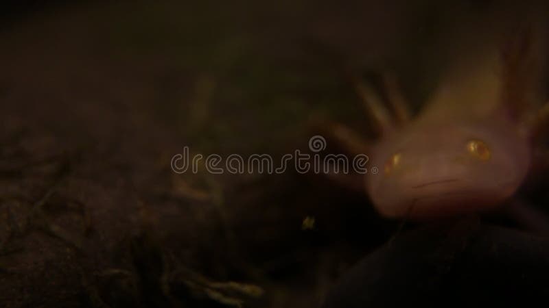 https://thumbs.dreamstime.com/b/salamandre-d-axolotl-mexicanum-ambystoma-su%C3%A7ant-la-nourriture-mangeant-macro-axolote-dans-le-film-de-l-eau-avec-dan-150719306.jpg