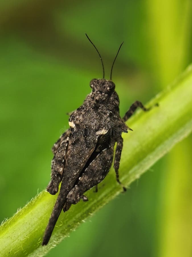 Salamoia scura su un tronco di pianta verde immagini stock