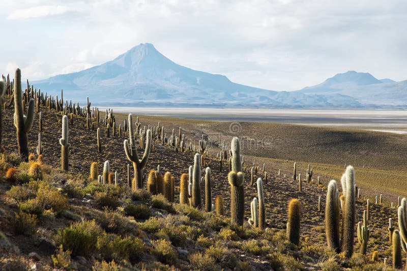 Salar De Copiasa, Chile obraz royalty free