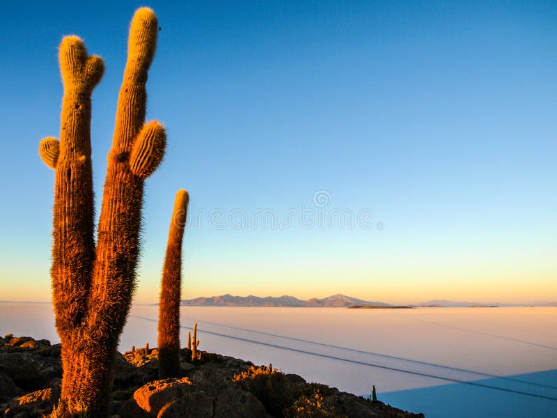 Salar De Uyuni soli równiny z wielkimi kaktusami wyspa Incahuasi przy wschodu słońca czasem, Andyjski Altiplano, Boliwia, południ zdjęcia stock Salar De Uyuni soli równiny z wielkimi kaktusami wyspa Incahuasi przy wschodu słońca czasem, Andyjski Altiplano, Boliwia, południ zdjęcia stock