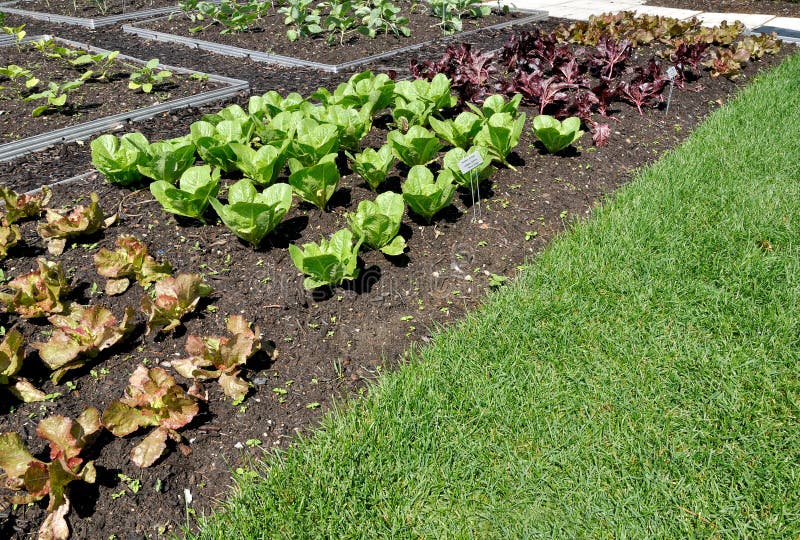 SalatGarten stockbild. Bild von erzeugnis, frisch