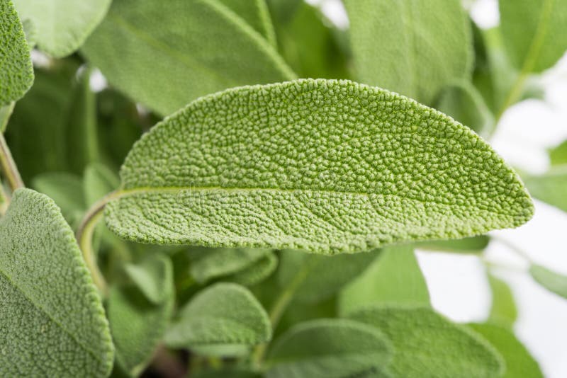 Salbei pflanzt Hintergrund stockfoto. Bild von würzig 107195688