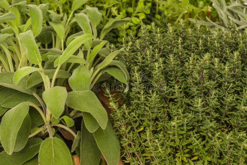 Topfkräuter Thymian, Lavendel, Oregano, Salbei Stockfoto - Bild von ...