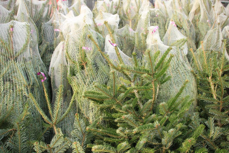 Celebrate Christmas, buy a christmas tree on the market in the greenhouse.