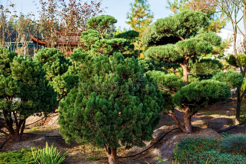 Sale of trees in the garden center royalty free stock image Sale of trees in the garden center royalty free stock image