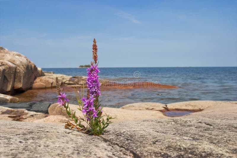 Purple loosestrife on the rock. Purple loosestrife on the rock