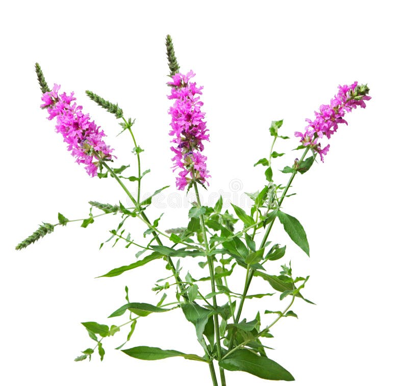 Purple Loosestrife Lythrum salicaria wild flower plant. Purple Loosestrife Lythrum salicaria wild flower plant