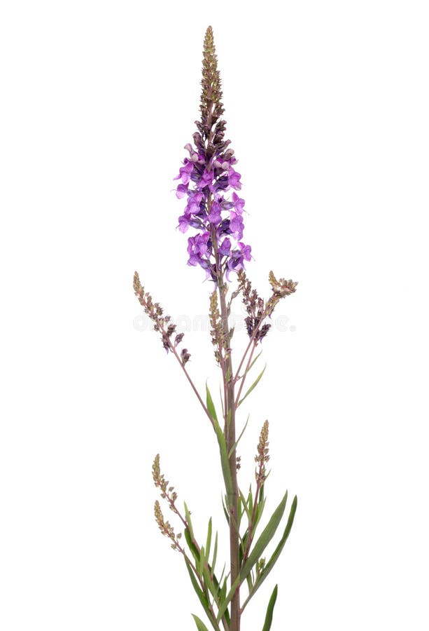 Purple Loosestrife isolated on white background. Purple Loosestrife isolated on white background