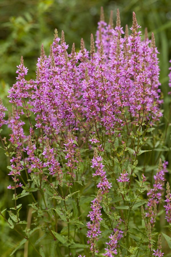 Cluster of purple loosestrife (Lythrum salicaria) on meadow. Cluster of purple loosestrife (Lythrum salicaria) on meadow