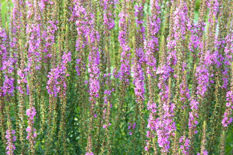 The background of purple loosestrife flowers. Scientific name: Lythrum salicaria. The background of purple loosestrife flowers. Scientific name: Lythrum salicaria