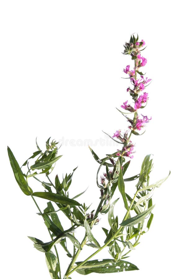 Purple loosestrife (Lythrum salicaria) isolated on white. Purple loosestrife (Lythrum salicaria) isolated on white