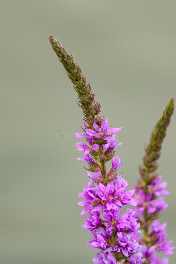 Lythrum salicaria purple loosestrife is a flowering plant belonging to the family Lythraceae. It should not be confused with other plants sharing the name loosestrife that are members of the family Primulaceae. Other names include spiked loosestrife, or purple lythrum. Lythrum salicaria purple loosestrife is a flowering plant belonging to the family Lythraceae. It should not be confused with other plants sharing the name loosestrife that are members of the family Primulaceae. Other names include spiked loosestrife, or purple lythrum