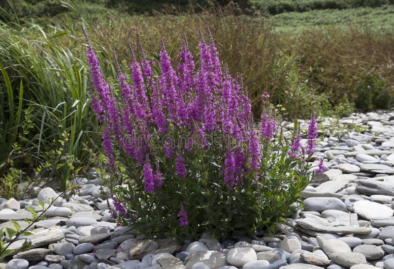 Purple Loosestrife plants (Lythrum salicaria). Purple Loosestrife plants (Lythrum salicaria)