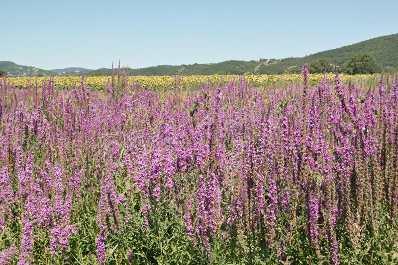 Purple loosestrife in bloom, other common names: lysimachus red, rod red ditches, lythrum salicaria, lythraceae family. Purple loosestrife in bloom, other common names: lysimachus red, rod red ditches, lythrum salicaria, lythraceae family