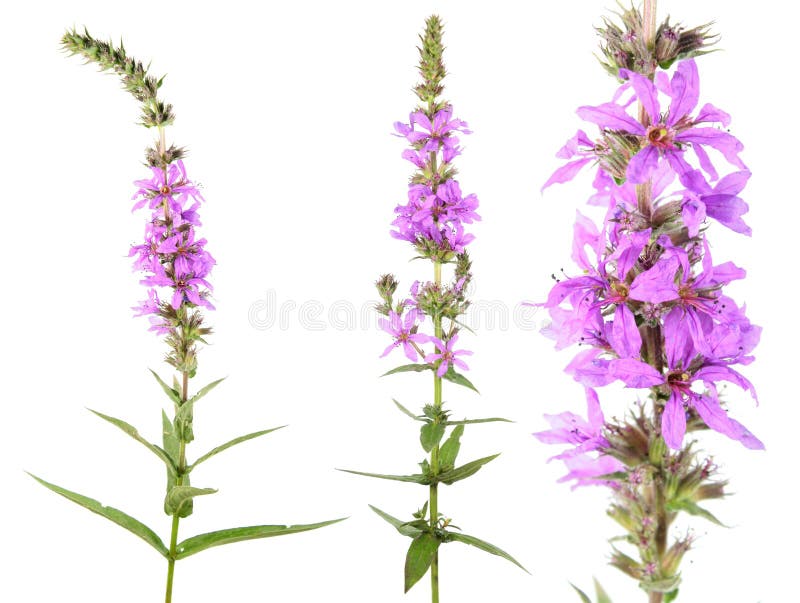 Purple loosestrife or Lythrum salicaria isolated on white background. Medicinal plant. Purple loosestrife or Lythrum salicaria isolated on white background. Medicinal plant