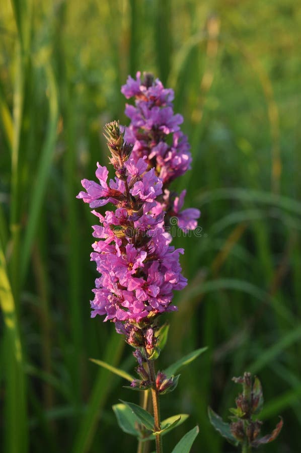 Purple loosestrife, Spiked loosestrife or Purple lythrum (Lythrum salicaria) inflorescence. Purple loosestrife, Spiked loosestrife or Purple lythrum (Lythrum salicaria) inflorescence