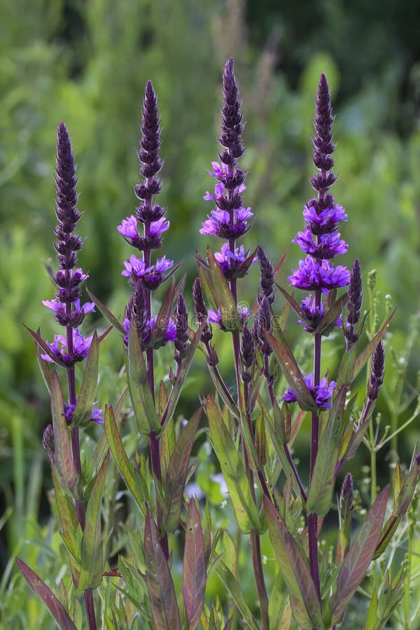 Purple loosestrife (Lythrum salicaria) on green background. Purple loosestrife (Lythrum salicaria) on green background.