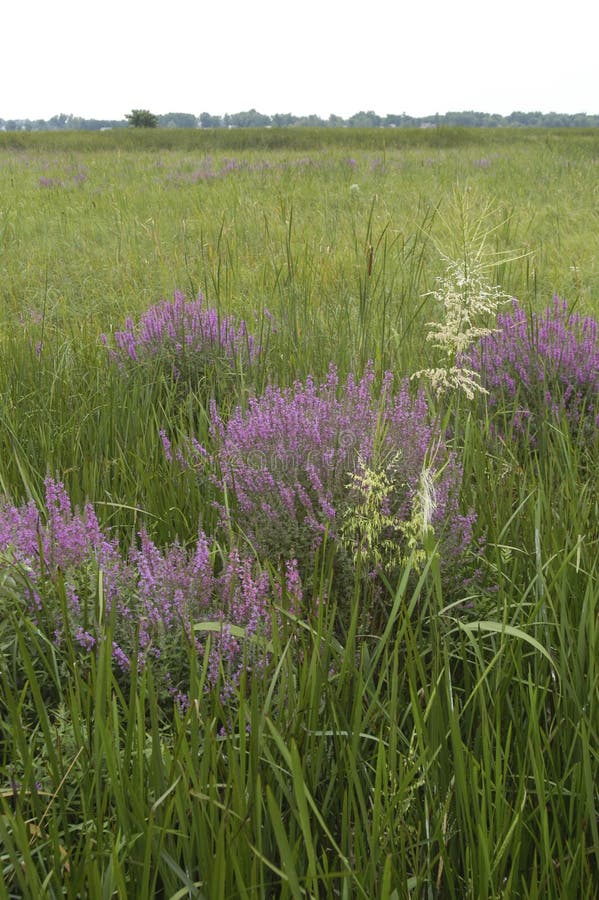 Purple Loosestrife (Lythrum salicaria), an invasive species, is becoming well established in this sedge meadow wetland. Also in the photo are wild rice and burreed plants. Purple Loosestrife (Lythrum salicaria), an invasive species, is becoming well established in this sedge meadow wetland. Also in the photo are wild rice and burreed plants.