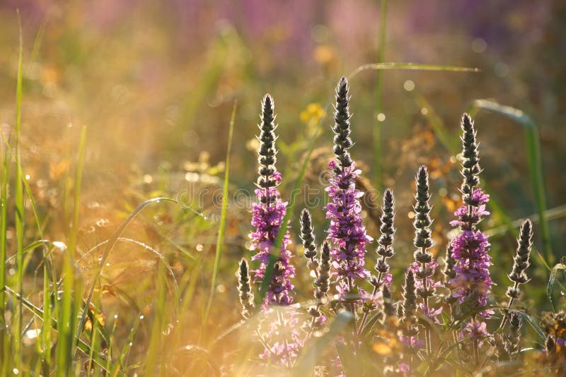 Close-up of flowering Loosestrife - Lythrum salicaria growing on a meadow on a sunny morning. August, Poland. Close-up of flowering Loosestrife - Lythrum salicaria growing on a meadow on a sunny morning. August, Poland.