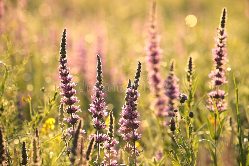 Close-up of flowering Loosestrife - Lythrum salicaria growing on a meadow on a sunny morning. August, Poland. Close-up of flowering Loosestrife - Lythrum salicaria growing on a meadow on a sunny morning. August, Poland.