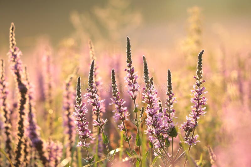 Close-up of fresh blooming Loosestrife - Lythrum salicaria growing on a meadow backlit by the rising sun. July, Poland. Close-up of fresh blooming Loosestrife - Lythrum salicaria growing on a meadow backlit by the rising sun. July, Poland.