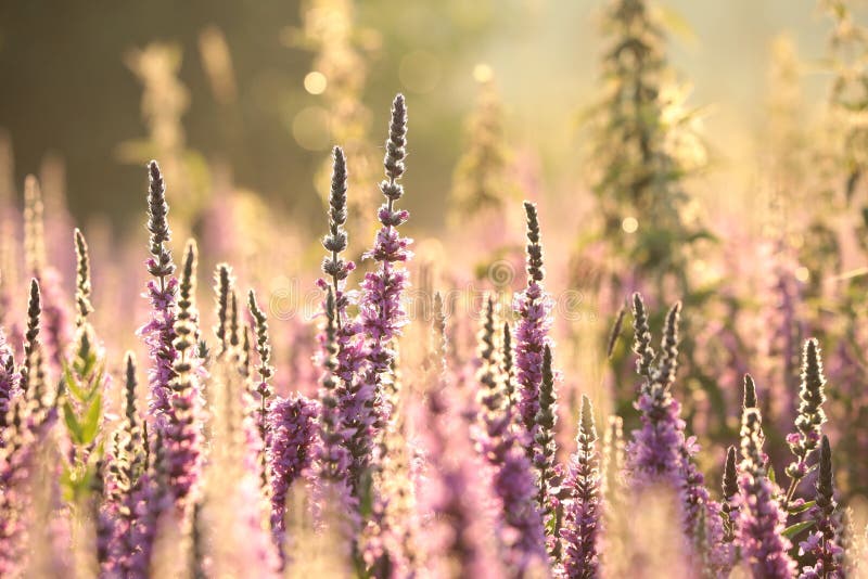 Close-up of fresh blooming Loosestrife - Lythrum salicaria growing on a meadow backlit by the rising sun. July, Poland. Close-up of fresh blooming Loosestrife - Lythrum salicaria growing on a meadow backlit by the rising sun. July, Poland.