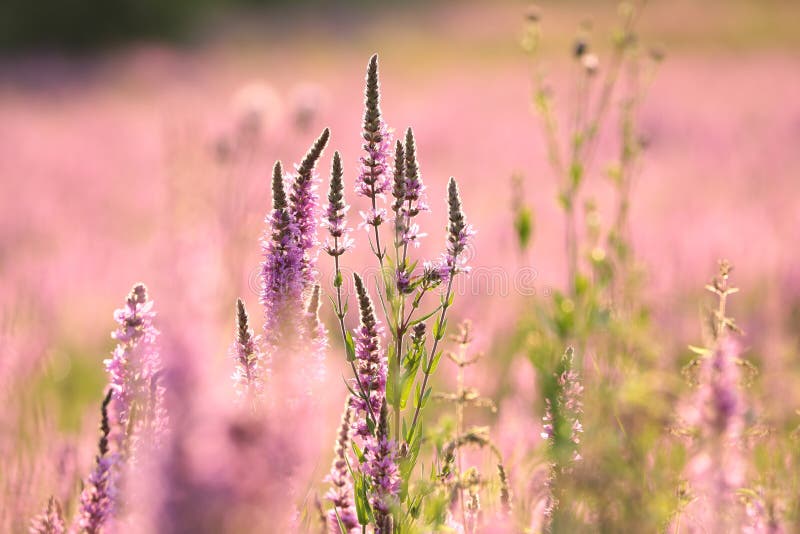 Close-up of fresh blooming Loosestrife - Lythrum salicaria growing on a meadow backlit by the rising sun. July, Poland. Close-up of fresh blooming Loosestrife - Lythrum salicaria growing on a meadow backlit by the rising sun. July, Poland.