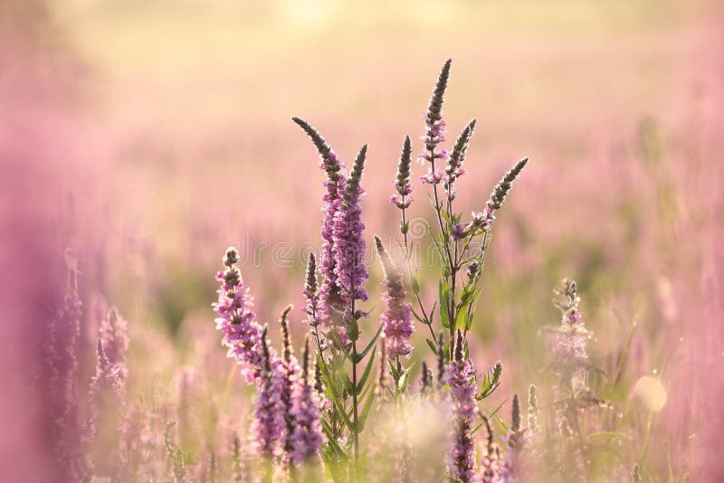 Close-up of fresh blooming Loosestrife - Lythrum salicaria growing on a meadow backlit by the rising sun. July, Poland. Close-up of fresh blooming Loosestrife - Lythrum salicaria growing on a meadow backlit by the rising sun. July, Poland.