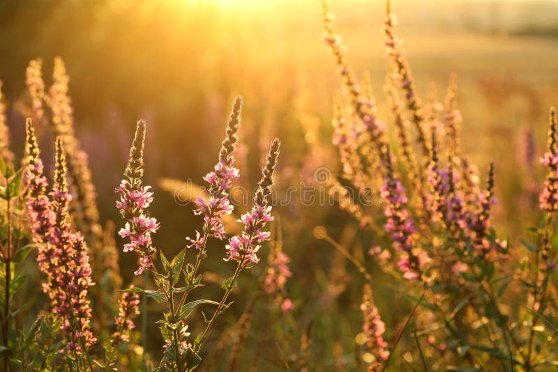 Close-up of Loosestrife - Lythrum salicaria growing wild on a meadow backlit by the setting sun. August, Poland. Close-up of Loosestrife - Lythrum salicaria growing wild on a meadow backlit by the setting sun. August, Poland.