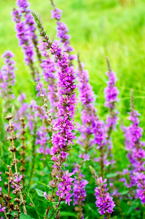 Long spike inflorescence of pink wild flowers on a background of green grass. Long spike inflorescence of pink wild flowers on a background of green grass