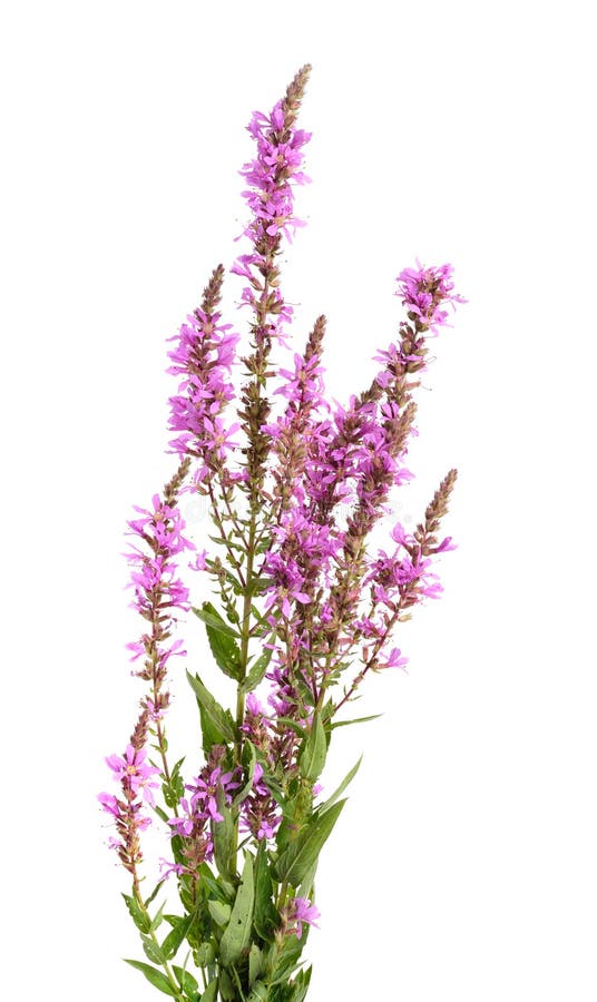 Lythrum salicaria isolated on white background. Lythrum salicaria isolated on white background.