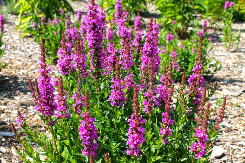 Blooming purple loosestrife Lythrum salicaria growing at a garden. Blooming purple loosestrife Lythrum salicaria growing at a garden.