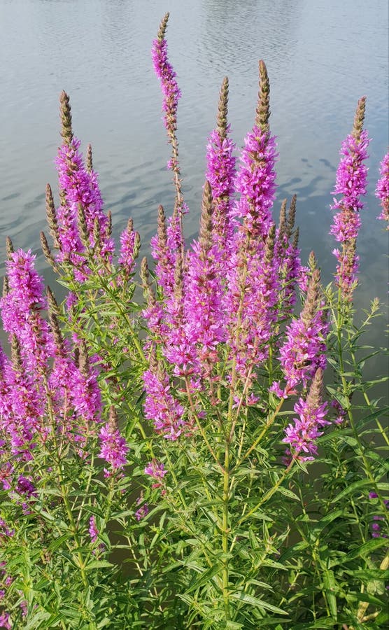 Purple lythrum salicaria blooming on waterfront on sunny day. Purple lythrum salicaria blooming on waterfront on sunny day.