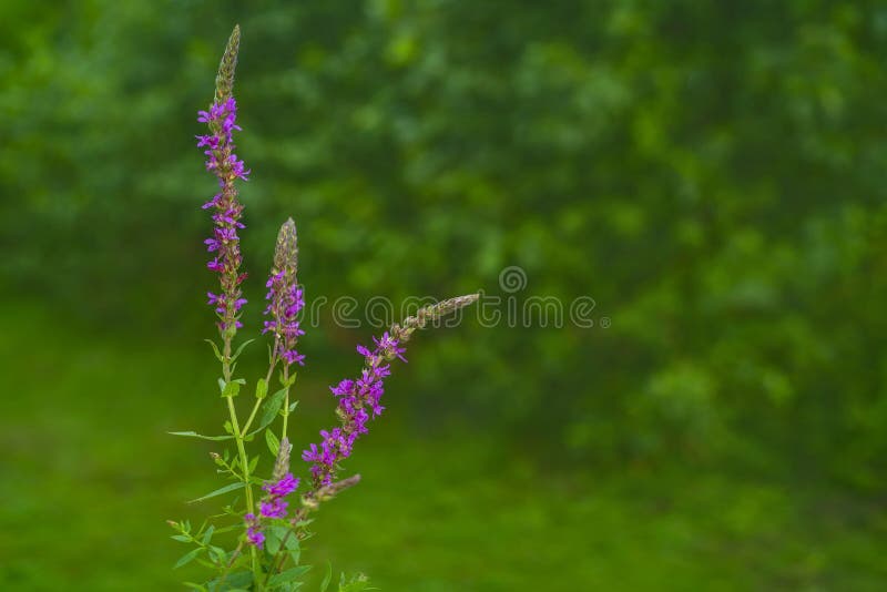 Blooming purple loosestrife Lythrum salicaria on blured natural gree background. Blooming purple loosestrife Lythrum salicaria on blured natural gree background.