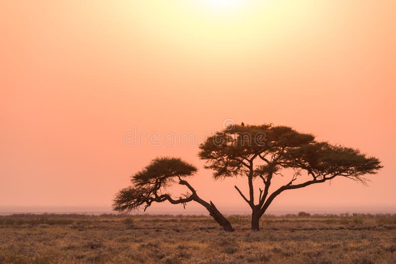Salida del sol del árbol del acacia de Etosha fotografía de archivo Salida del sol del árbol del acacia de Etosha fotografía de archivo