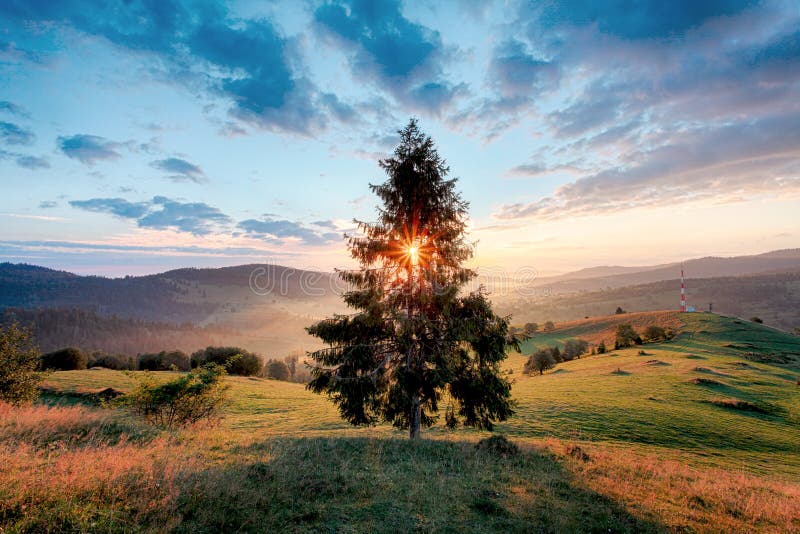 Magical sunrise with a tree. Magical sunrise with a tree