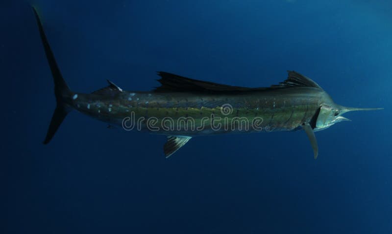 Salifish underwater royalty free stock image Salifish underwater royalty free stock image
