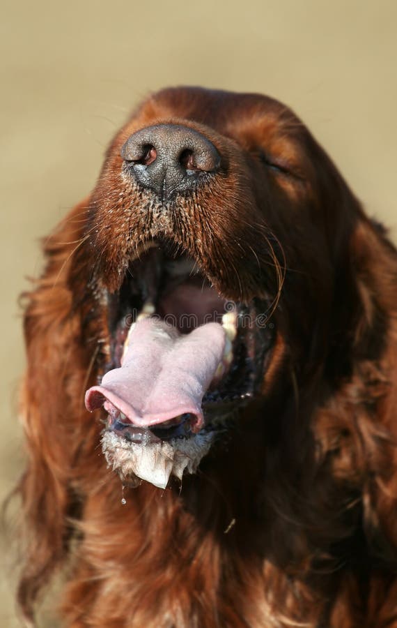 Salivating dog stock photo. Image of gundog, face, drool - 41059214