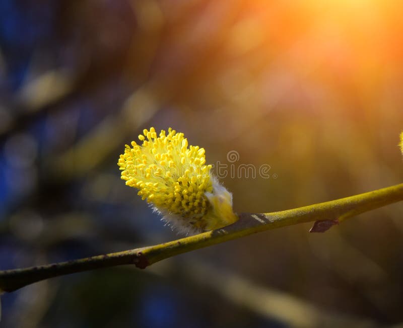 Willow in spring stock image. Image of growing, flying 68792073