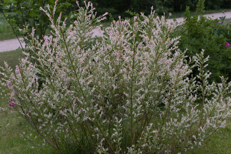 Salix integra Flamingo