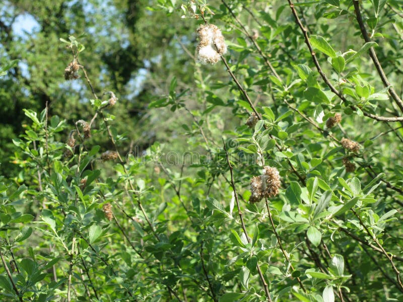 Salix tree  Salix Cinerea  with tiny seeds embedded in white cottony down which assists wind dispersal . Tuscany, Italy