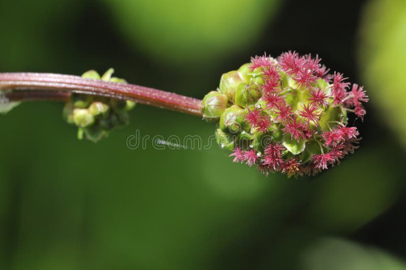 Salad Burnet - Sanguisorba minor minor. Salad Burnet - Sanguisorba minor minor